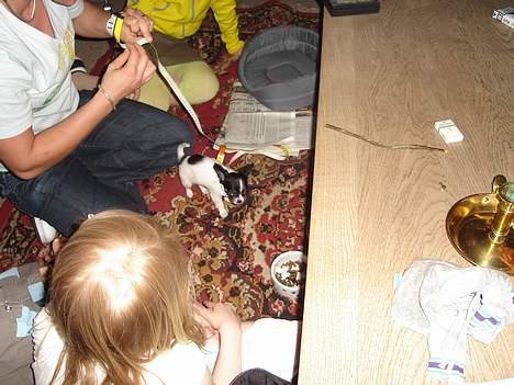 Chihuahua Tjalfe R.I.P Juni 2011 - Her mor lige ved at måle hvor lang jeg er blevet billede 13