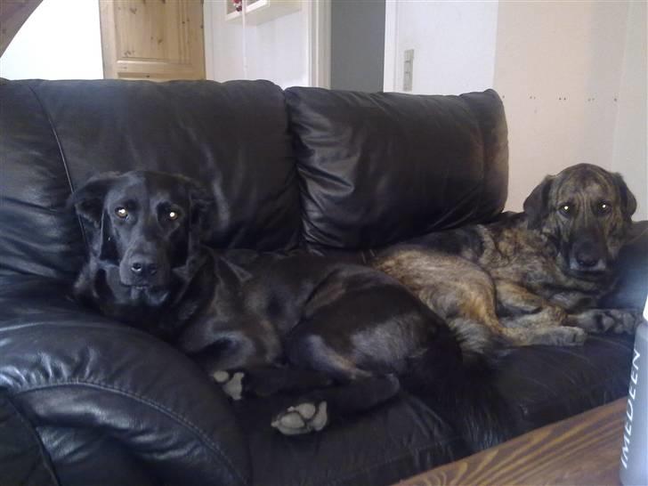 Blanding af racer Columbo "Oh, there's just - Mås mod mås i sofaen er det fedeste :-) billede 10