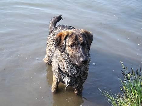 Blanding af racer Columbo "Oh, there's just billede 11