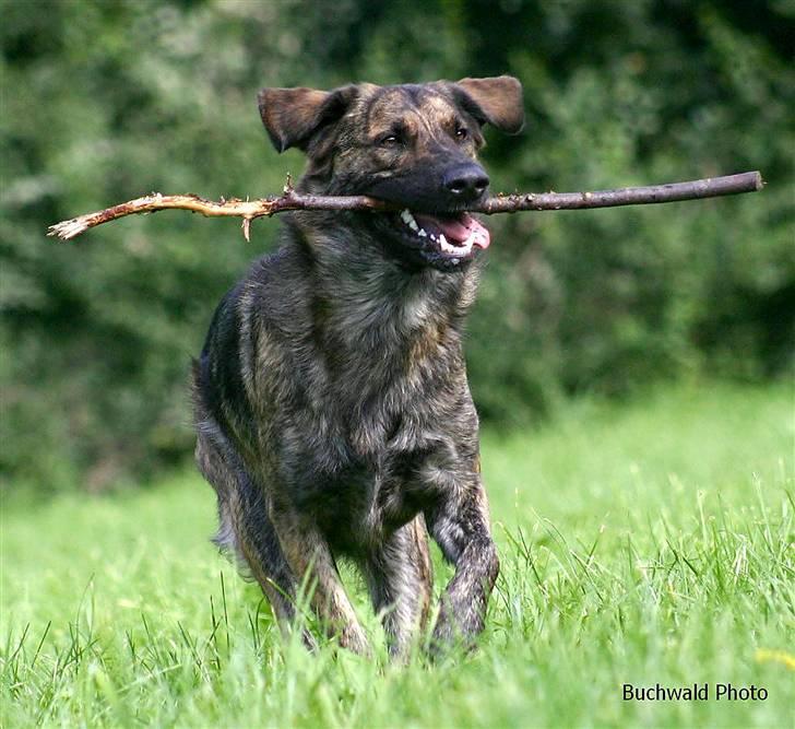 Blanding af racer Columbo "Oh, there's just - Af *Skiilotte*  - Yeaaahh - Pindeleg billede 12