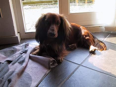 Gravhund Frodo - Et billede mere ? billede 5