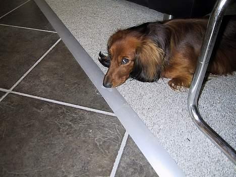 Gravhund Frodo - Hvad står du der for theis billede 6