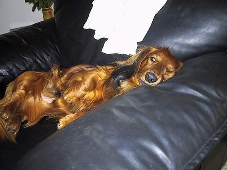 Gravhund Frodo - en lille lur i de store stole er altid godt  billede 7