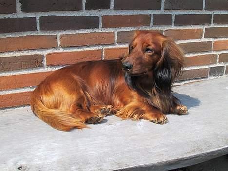 Gravhund Frodo - Man er vel en udehund billede 8