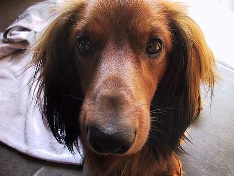 Gravhund Frodo - Vi gravhunde har en stor næse  billede 9