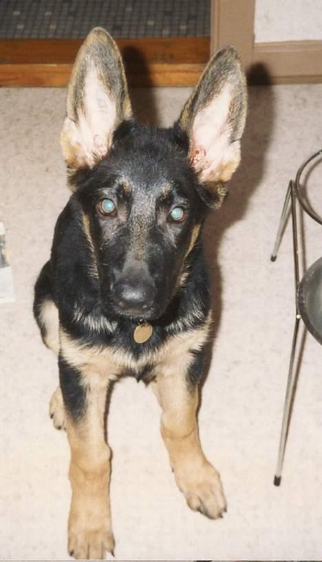 Schæferhund Langtoftens Vango billede 4