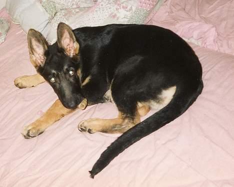 Schæferhund Langtoftens Vango - Ingen hund i sengen?. . . . . . siger hvem? billede 5