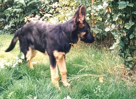 Schæferhund Langtoftens Vango billede 6