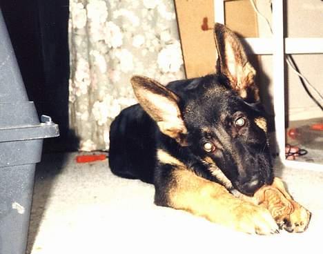 Schæferhund Langtoftens Vango - Ja så er der kun øret tilbage. billede 7