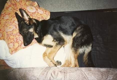 Schæferhund Langtoftens Vango - zzzZZZzzzzz! billede 8