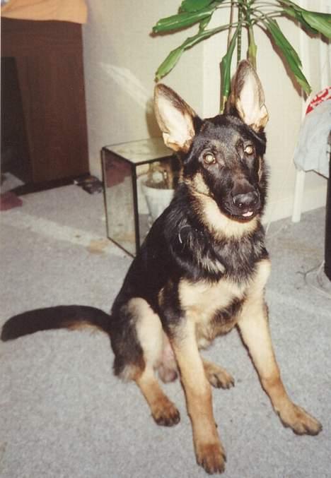 Schæferhund Langtoftens Vango billede 9