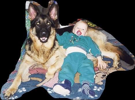 Schæferhund Langtoftens Vango - Bedste venner hygger sig. billede 10