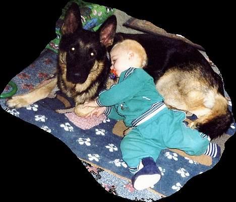 Schæferhund Langtoftens Vango - Dette er livet! billede 11