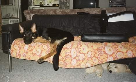 Schæferhund Langtoftens Vango - Schæfen på sofaen og lillesøster (kongepuddel) er henvist til underetagen. billede 12