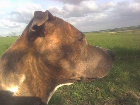 Amerikansk staffordshire terrier tessa billede 18