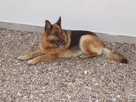 Schæferhund Sasha billede 1