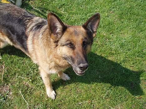 Schæferhund Sasha - hej billede 2