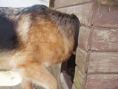 Schæferhund Sasha - Er der nogen??? billede 3