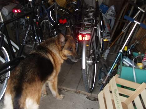 Schæferhund Sasha - Maa jeg ikk´... billede 4
