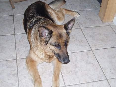 Schæferhund Sasha billede 5