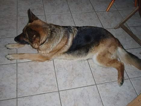 Schæferhund Sasha billede 6