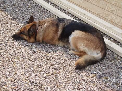 Schæferhund Sasha - Mmm...det er dejligt at ligge her i solen.... billede 7