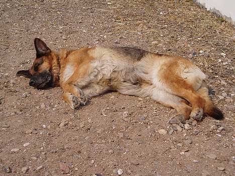 Schæferhund Sasha - Ahhh...vidunderligt billede 8