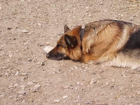 Schæferhund Sasha - Mmm...fred og ro... billede 9