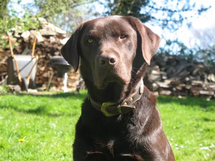 Labrador retriever Gizmo - Hej, det er mig der hedder Gizmo! billede 1