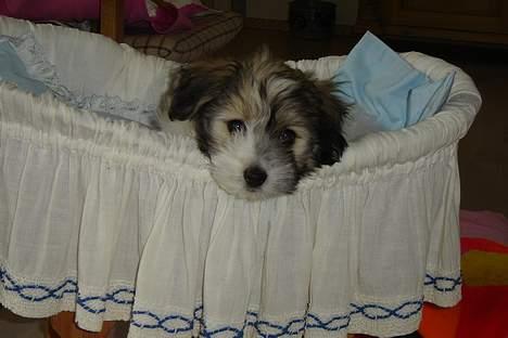 Coton de tulear Noah billede 14