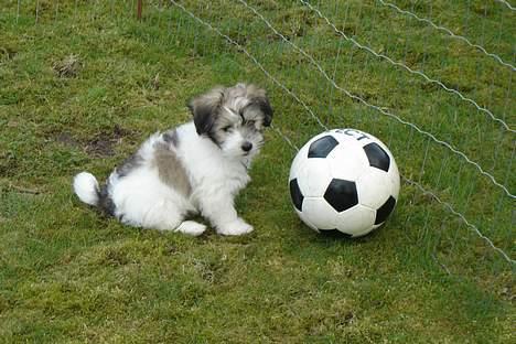 Coton de tulear Noah - STOR BOLD - lille hund billede 15