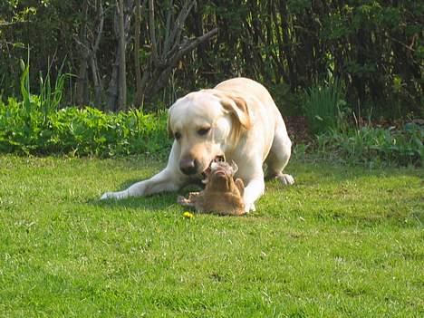 Labrador retriever sambo - sambo leger med sin bamse :) billede 6