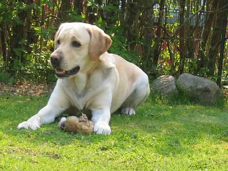 Labrador retriever sambo - sambo er nysgerig =) billede 7