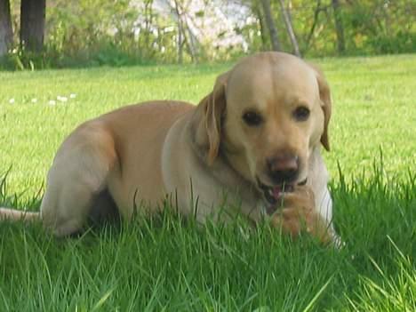 Labrador retriever sambo - han har lagt sig i skyggen. billede 8