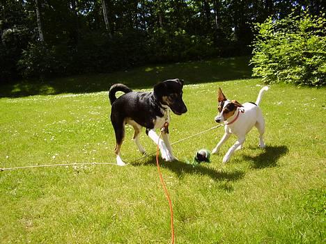 Blanding af racer Snemand billede 19