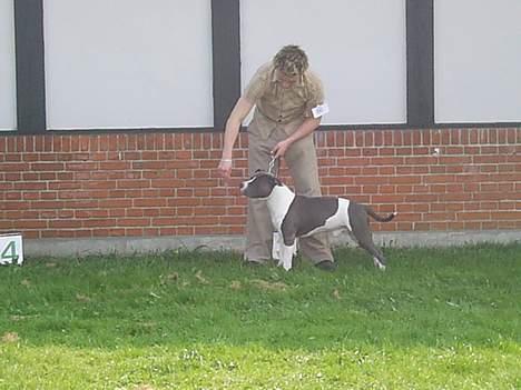 Amerikansk staffordshire terrier Great Vikings Niño - 06/05-06. Niño på DTK udstilling i Frederiksværk billede 10