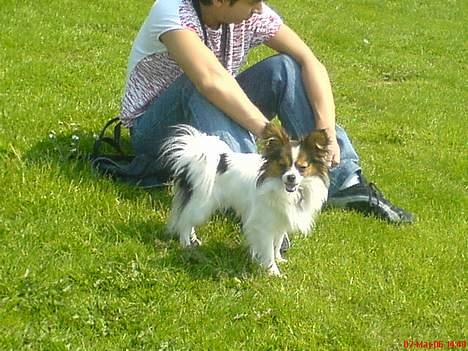 Papillon Elvis billede 12