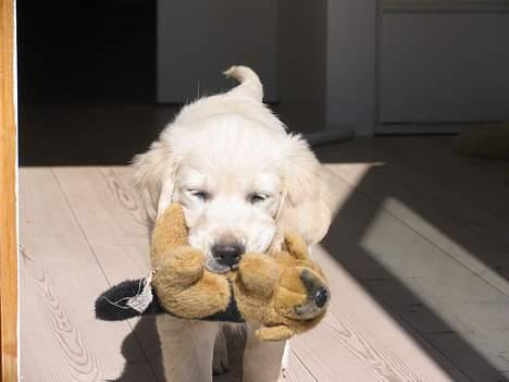 Golden retriever Hannibal Risager - Hannibal  og hans oversavlede bamse C: billede 8