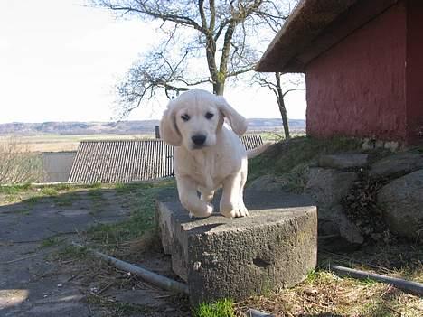 Golden retriever Hannibal Risager - hannibal sidder på sin dejlige sten billede 9