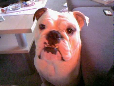 Engelsk bulldog Victor billede 8