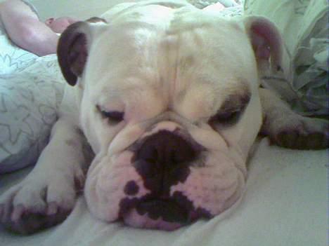 Engelsk bulldog Victor billede 9