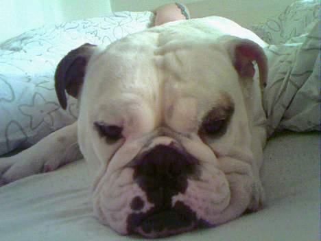 Engelsk bulldog Victor billede 10