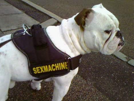 Engelsk bulldog Victor billede 11