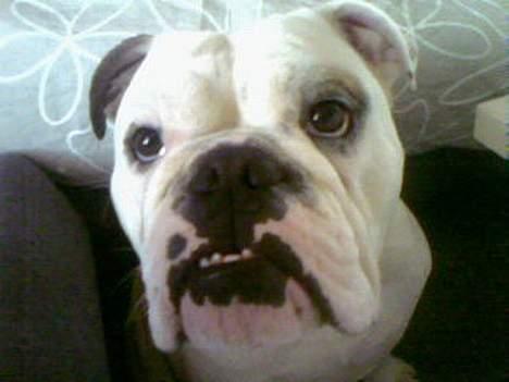 Engelsk bulldog Victor billede 12