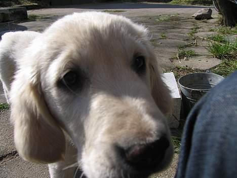 Golden retriever Hannibal Risager - NÆR BILLED billede 10