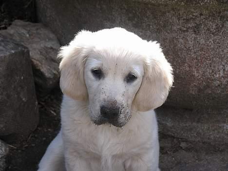 Golden retriever Hannibal Risager billede 11