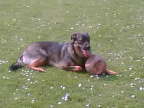 Blanding af racer Futte billede 9