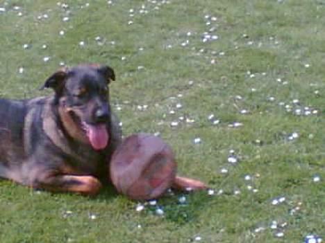 Blanding af racer Futte billede 10