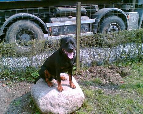 Rottweiler Max billede 9