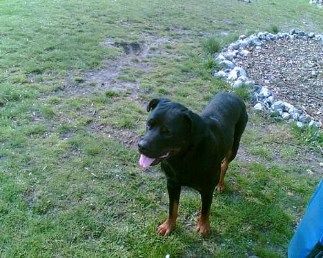 Rottweiler Max billede 10